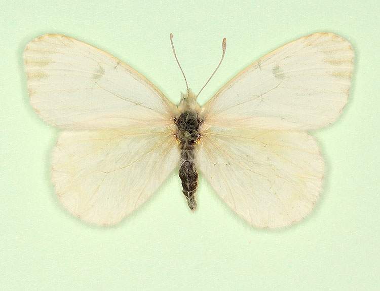 Anthocharis cardamines female (aberrant form alba) (Internet Image property of respective owner, non-commercial use only)